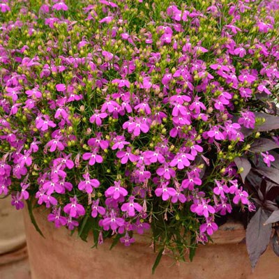 Семена Лобелия Розовый каскад ампельная